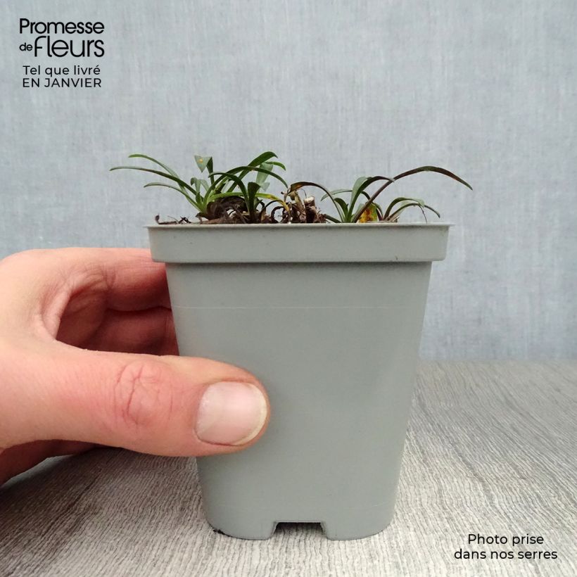 Aster novi-belgii Crimson Brocade - Astro settembrino Vasetto da 8/9 cm esemplare consegnato in inverno