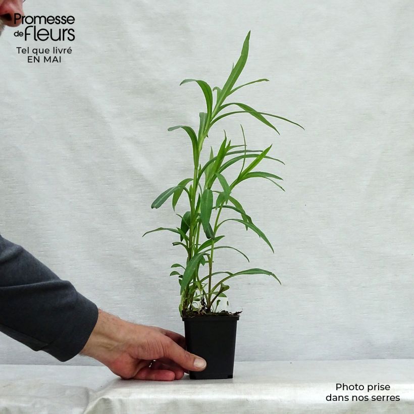 Aster novi-belgii Dauerblau - Astro settembrino Vasetto da 8/9 cm esemplare consegnato in primavera