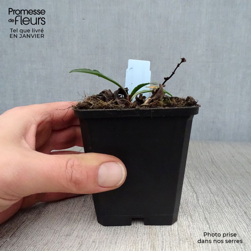 Aster novi-belgii Dauerblau - Astro settembrino Vasetto da 8/9 cm esemplare consegnato in inverno