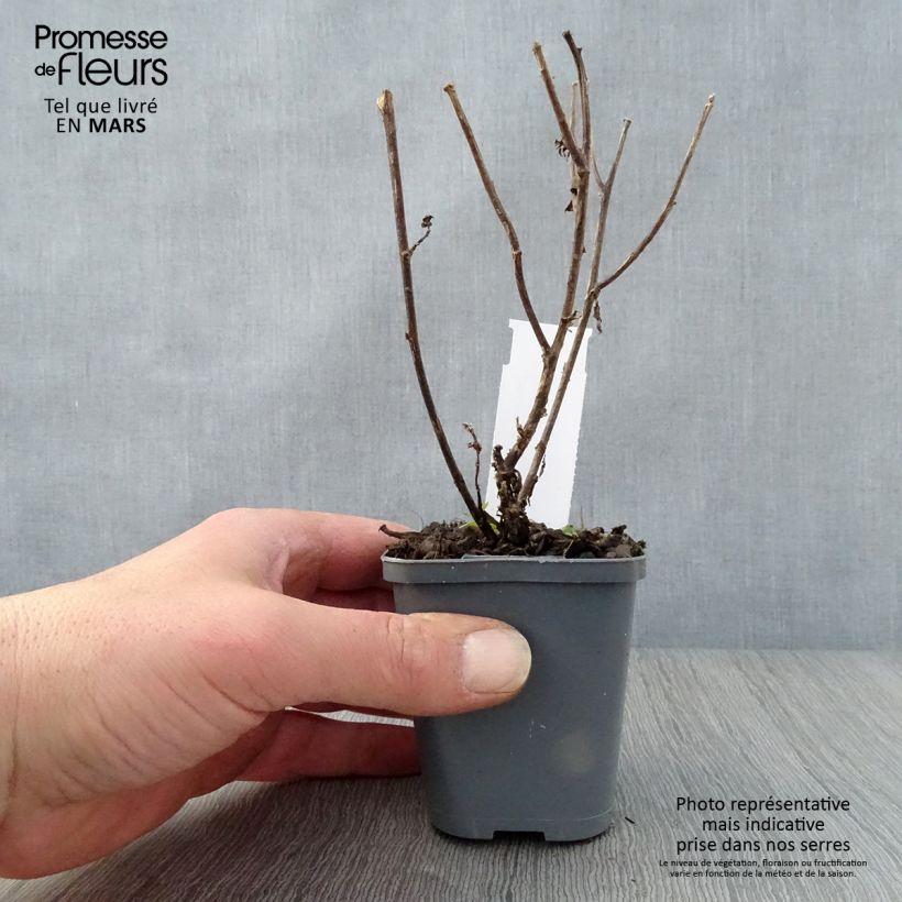 Aster novi-belgii Eventide - Astro settembrino Vasetto da 7/8 cm esemplare consegnato in primavera