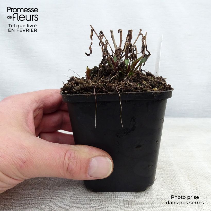 Aster novi-belgii Karmin Kuppel - Astro settembrino Vasetto da 8/9 cm esemplare consegnato in inverno