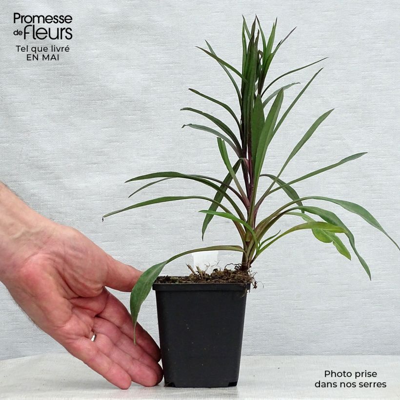 Aster novi-belgii Karmin Kuppel - Astro settembrino Vasetto da 8/9 cm esemplare consegnato in primavera