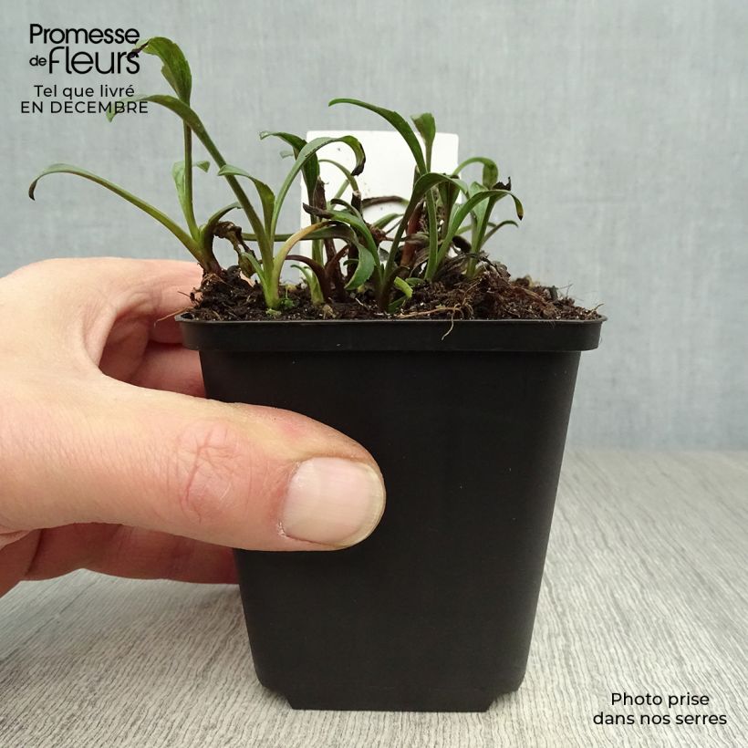 Aster novi-belgii Marie Ballard - Astro settembrino Vasetto da 8/9 cm esemplare consegnato in inverno
