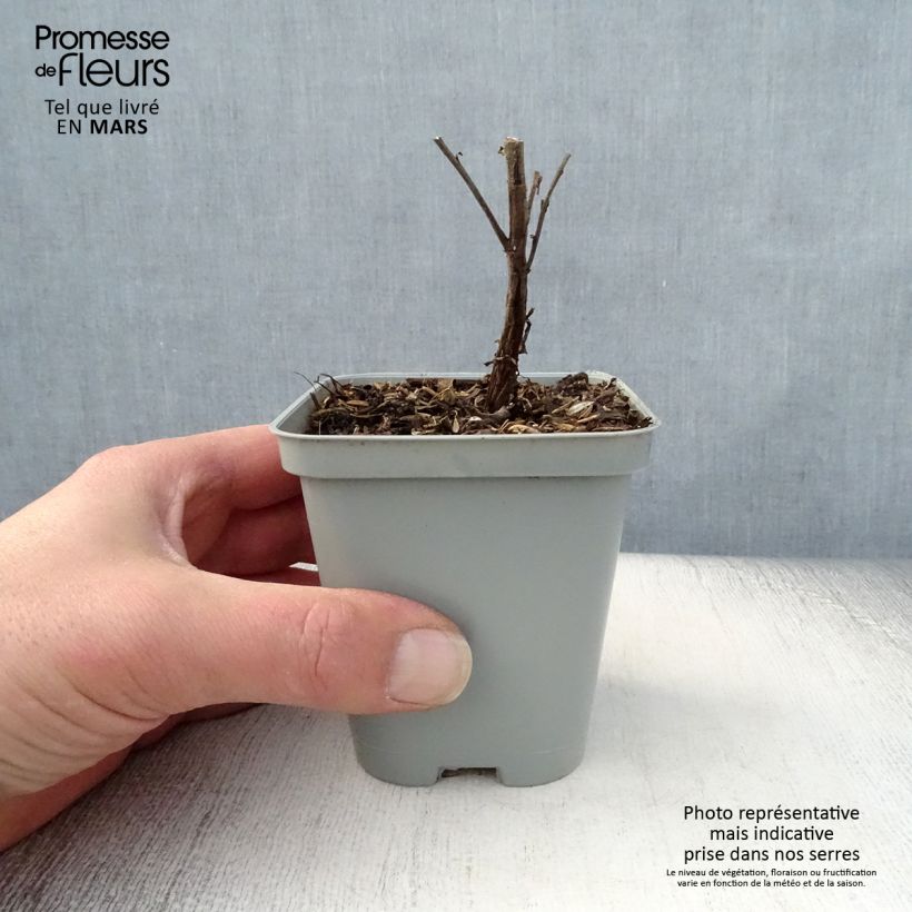 Aster novi-belgii Marie Ballard - Astro settembrino Vasetto da 8/9 cm esemplare consegnato in primavera