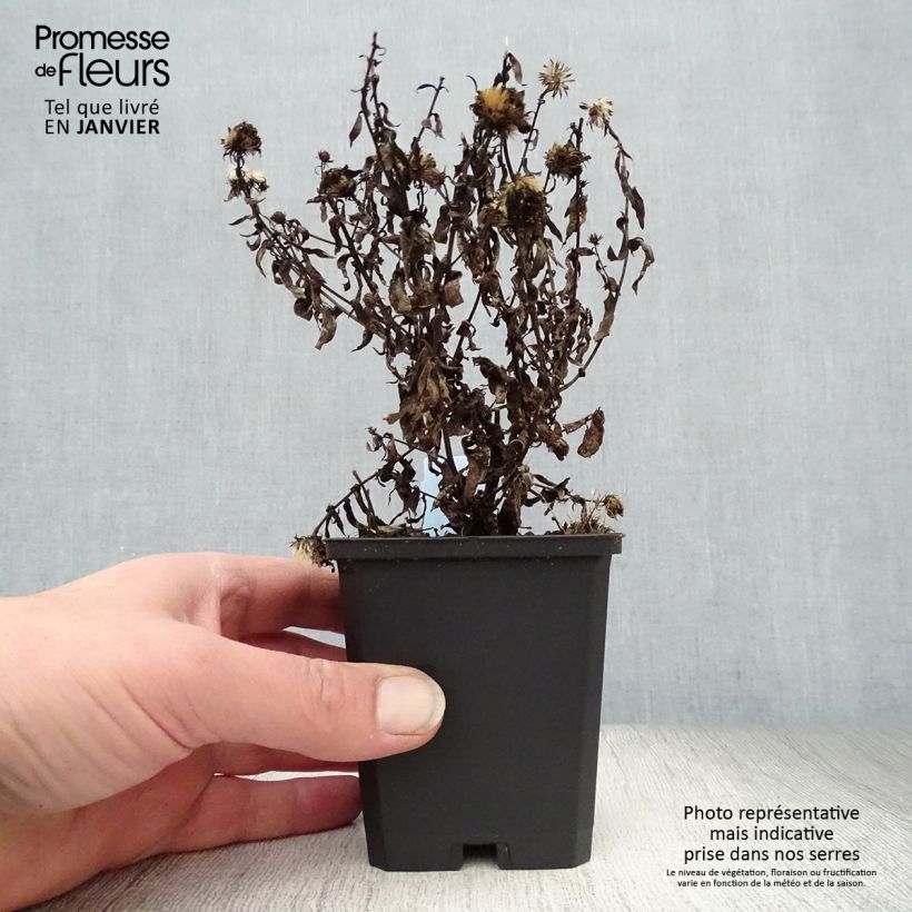 Aster novi-belgii Patricia Ballard - Astro settembrino Vasetto da 8/9 cm esemplare consegnato in inverno