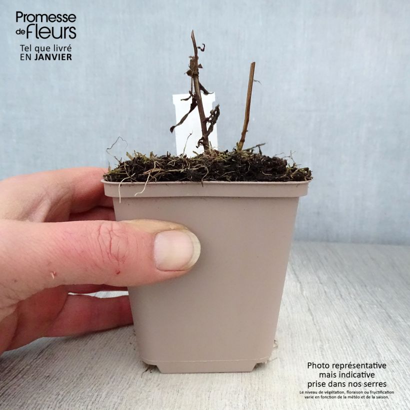 Aster novi-belgii Porzellan - Astro settembrino Vasetto da 8/9 cm esemplare consegnato in inverno