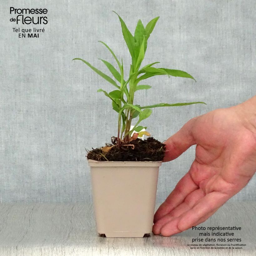 Aster novi-belgii Porzellan - Astro settembrino Vasetto da 8/9 cm esemplare consegnato in primavera