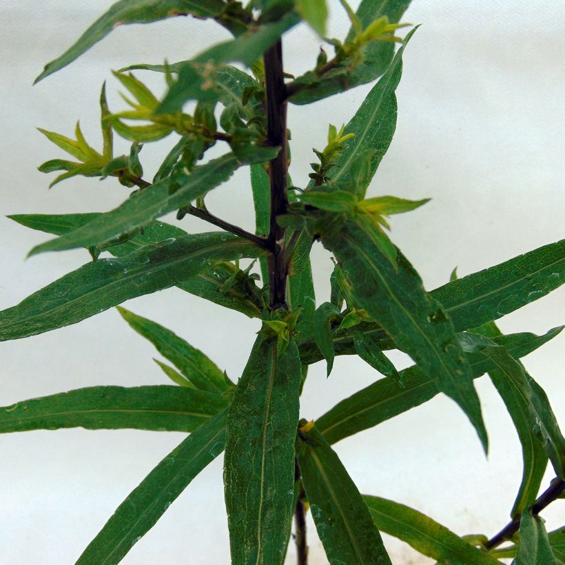 Aster novi-belgii Reitlingstal - Astro settembrino (Fogliame)