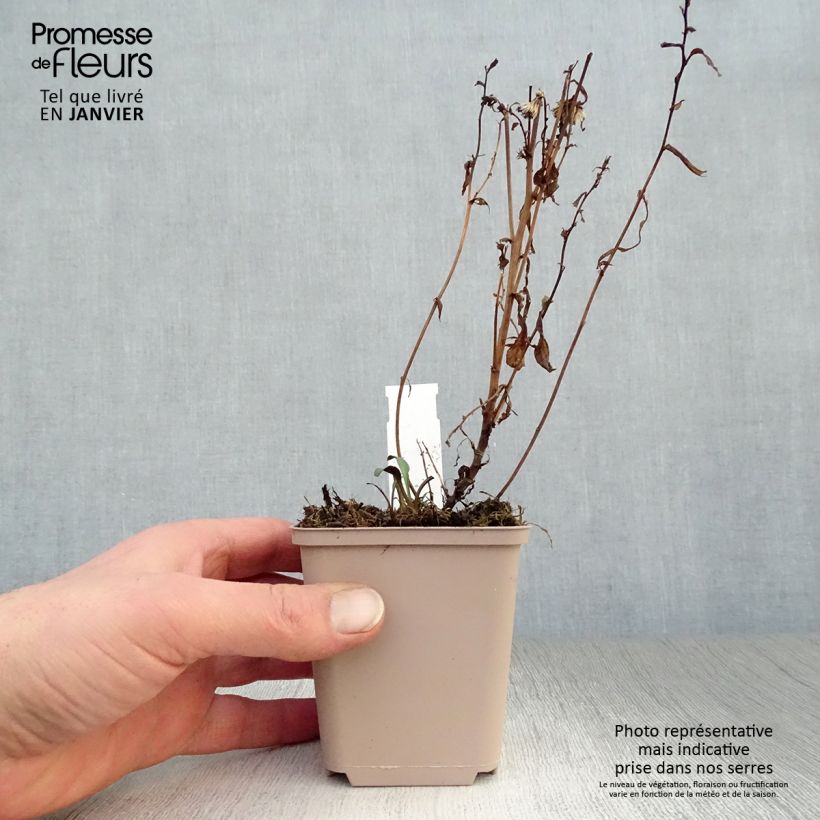 Aster novi-belgii Rosenquarz - Astro settembrino Vasetto da 8/9 cm esemplare consegnato in inverno