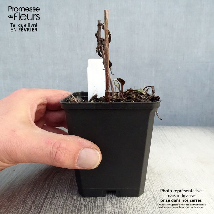 Aster novi-belgii Sarah Ballard - Astro settembrino Vasetto da 8/9 cm esemplare consegnato in inverno