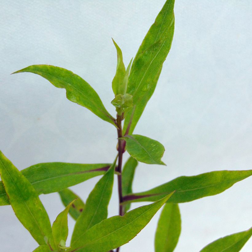 Aster novi-belgii Schone von Dietlikon - Astro settembrino (Fogliame)