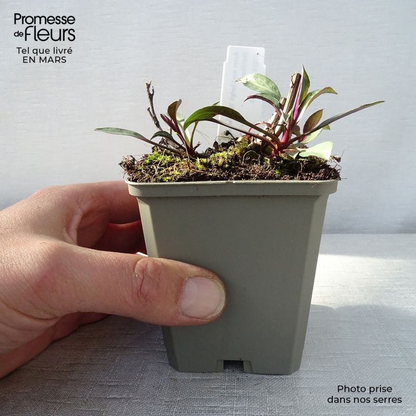 Aster novi-belgii Schone von Dietlikon - Astro settembrino Vasetto da 8/9 cm esemplare consegnato in primavera