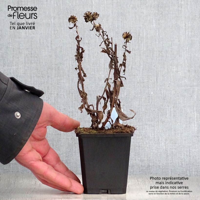 Aster novi-belgii Schone von Dietlikon - Astro settembrino Vasetto da 8/9 cm esemplare consegnato in inverno