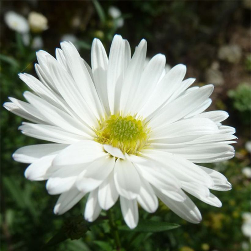 Aster novi-belgii White Lady - Astro settembrino (Fioritura)