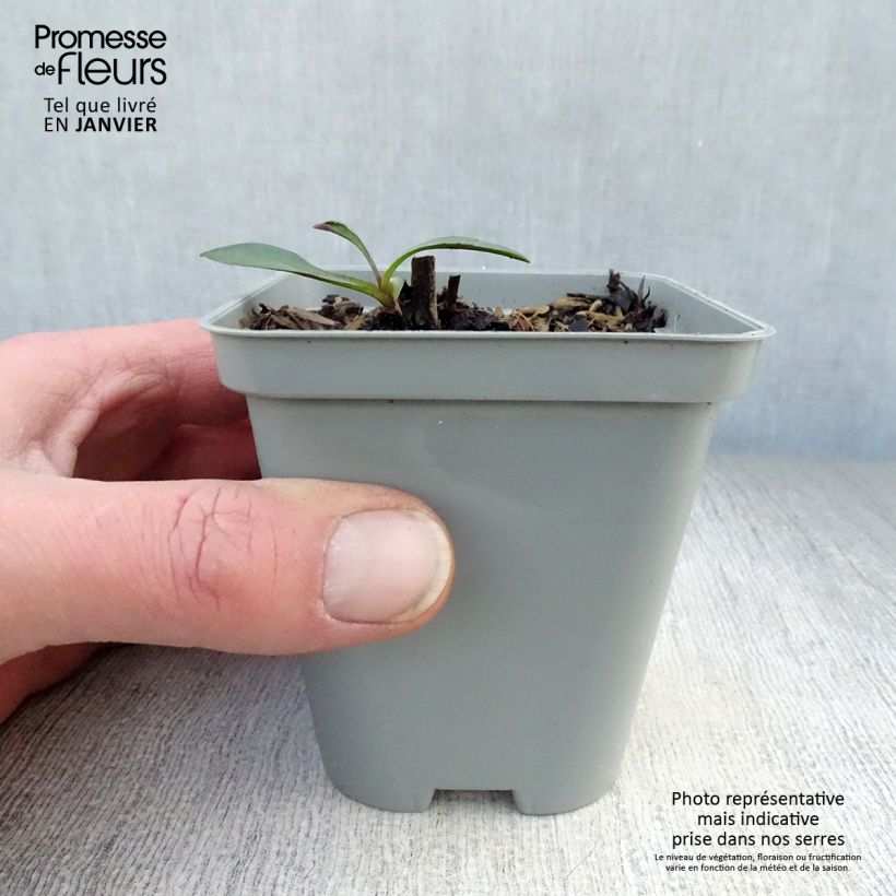 Aster novi-belgii White Lady - Astro settembrino Vasetto da 8/9 cm esemplare consegnato in inverno