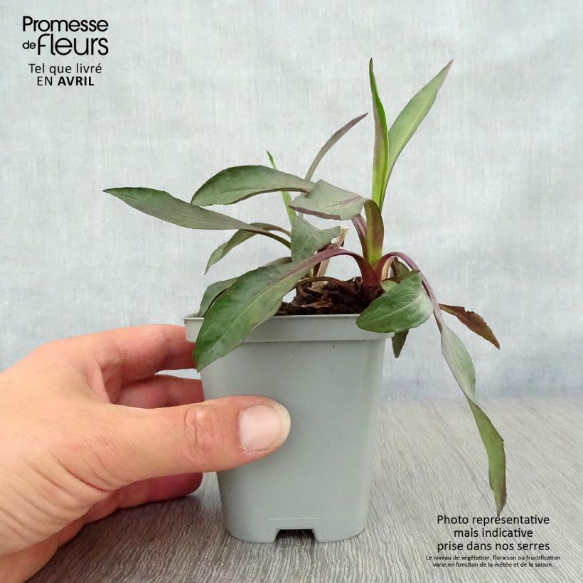 Aster novi-belgii White Lady - Astro settembrino Vasetto da 8/9 cm esemplare consegnato in primavera