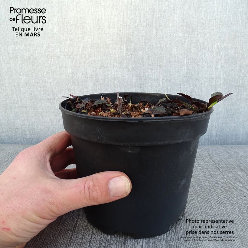 Aster novi-belgii White Lady - Astro settembrino Vaso da 2L/3L esemplare consegnato in inverno