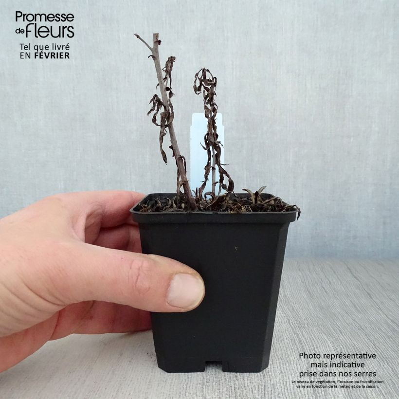 Aster novi-belgii Winston S. Churchill - Astro settembrino Vasetto da 8/9 cm esemplare consegnato in inverno