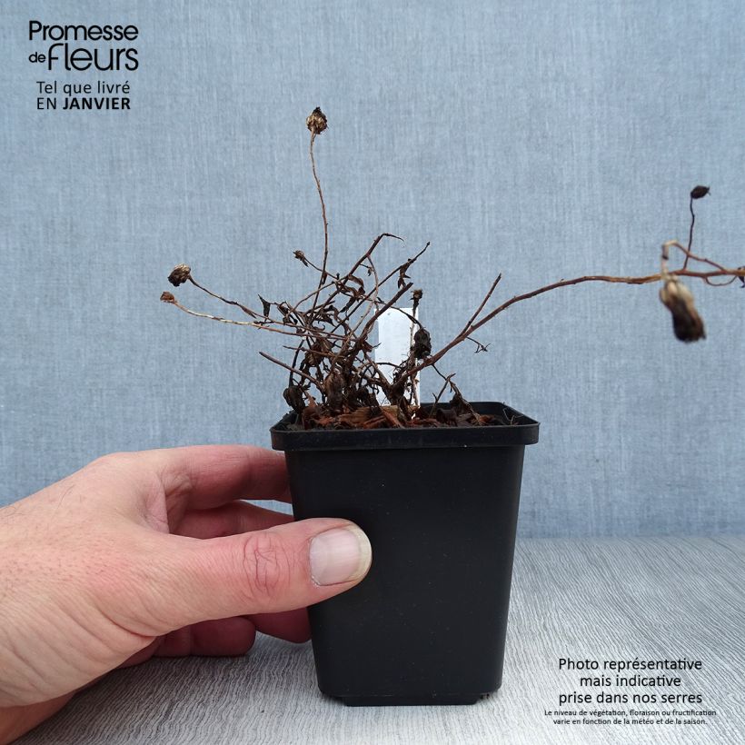 Aster oblongifolium October Skies Vasetto da 8/9 cm esemplare consegnato in inverno