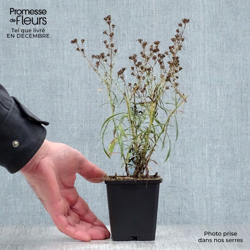 Aster ericoides var. pringlei Monte Cassino Vasetto da 8/9 cm esemplare consegnato in inverno