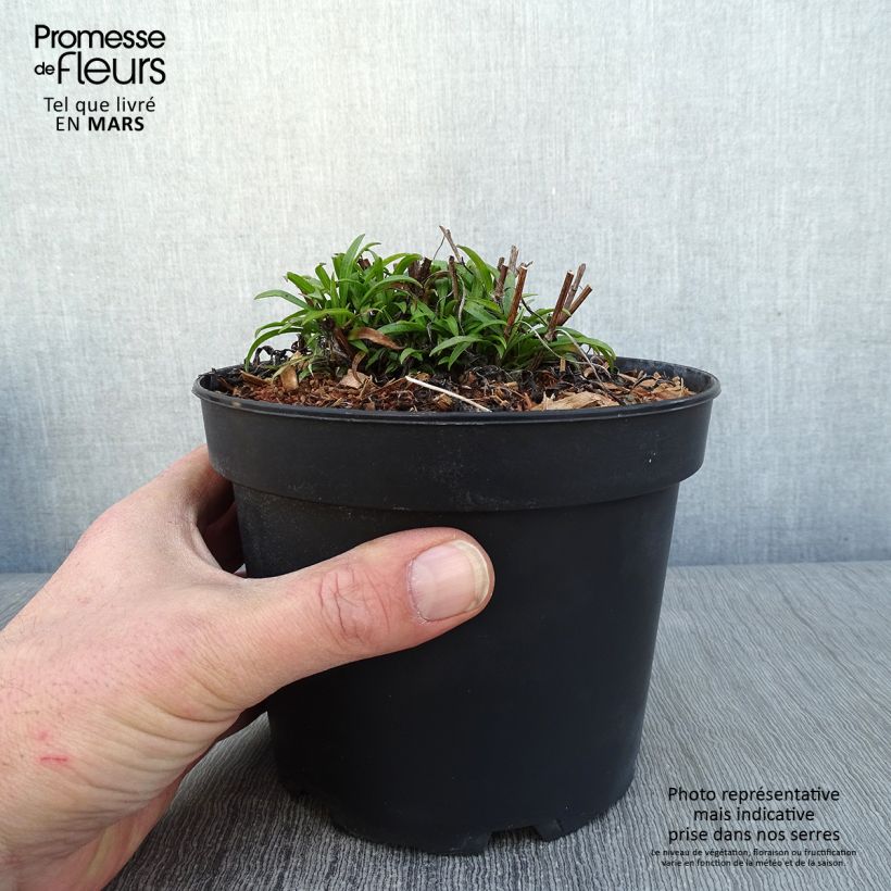 Aster ericoides var. pringlei Monte Cassino Vaso da 2L/3L esemplare consegnato in inverno