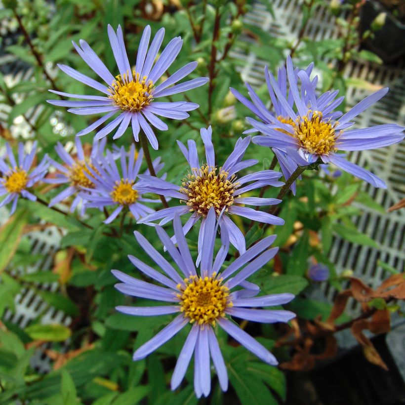 Aster radula August Sky (Fioritura)