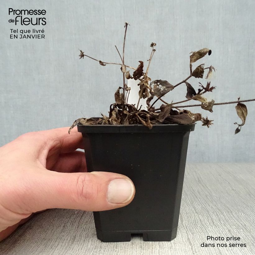 Aster radula August Sky Vasetto da 8/9 cm esemplare consegnato in inverno