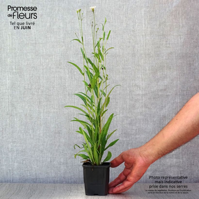 Esemplare di Aster rugulosus Asrugo Vasetto da 8/9 cm consegnato in estate