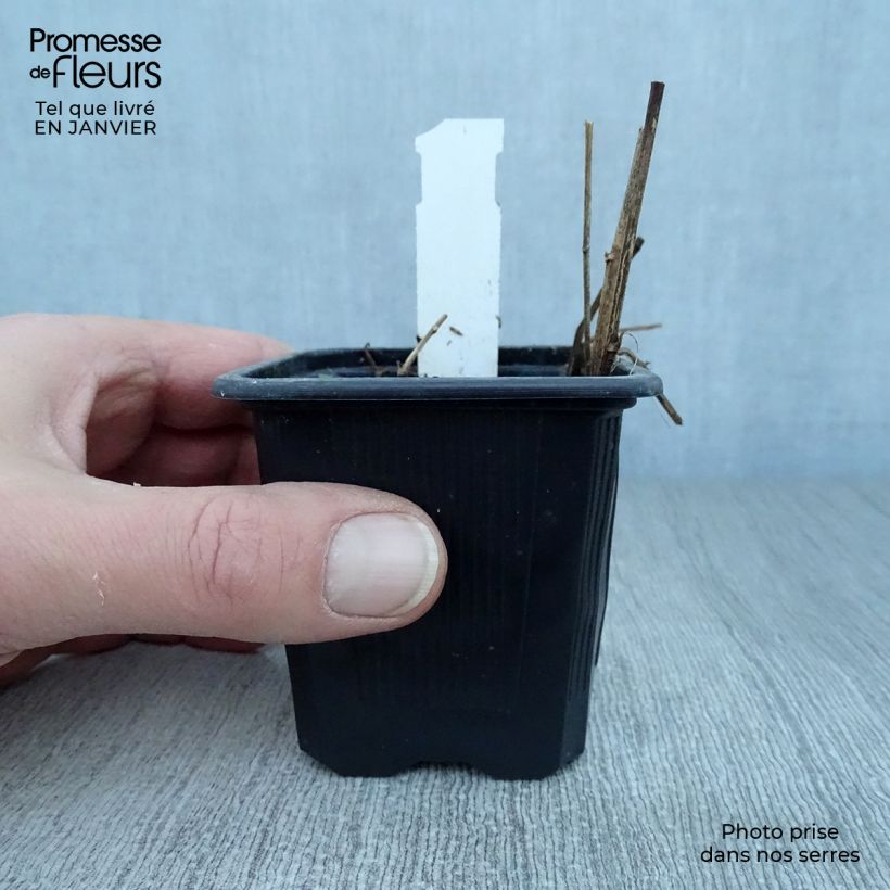 Aster rugulosus Asrugo Vasetto da 8/9 cm esemplare consegnato in inverno