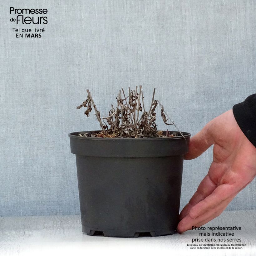 Aster rugulosus Asrugo Vaso da 2L/3L esemplare consegnato in primavera