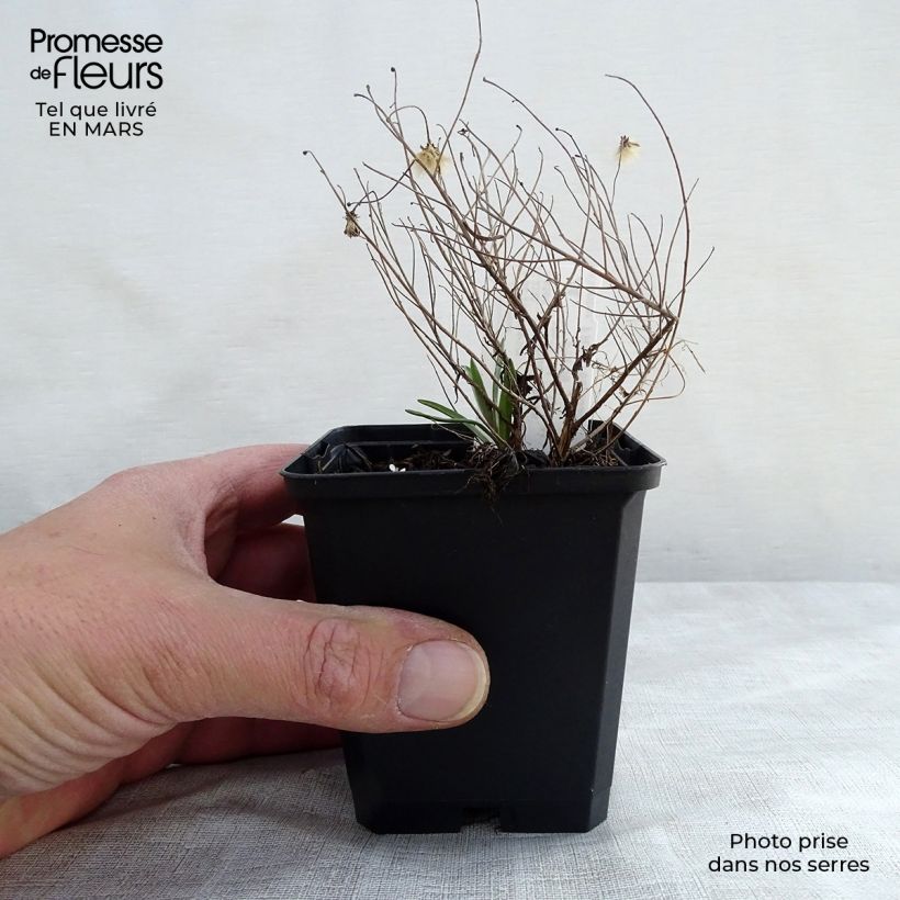 Aster sedifolius Nanus Vasetto da 8/9 cm esemplare consegnato in inverno