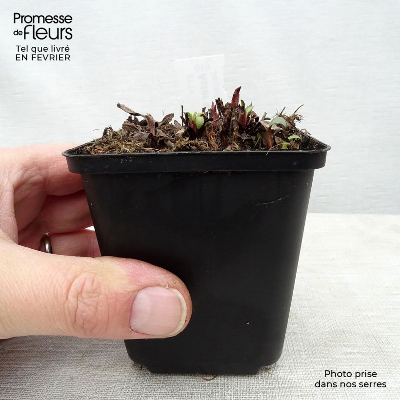 Aster sibiricus Vasetto da 8/9 cm esemplare consegnato in inverno