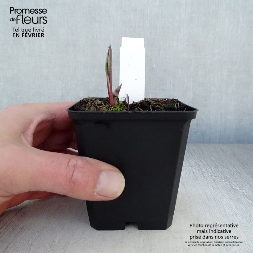 Aster tataricus Jindai Vasetto da 8/9 cm esemplare consegnato in inverno