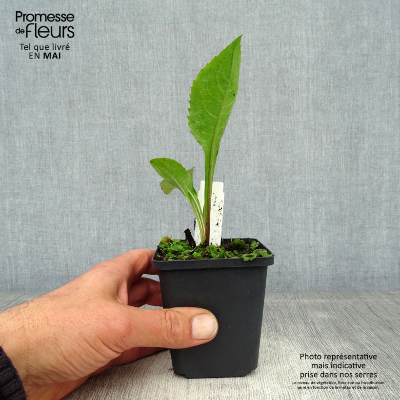 Aster tataricus Jindai Vasetto da 8/9 cm esemplare consegnato in primavera