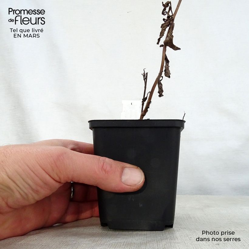 Aster thomsonii Nanus Vasetto da 8/9 cm esemplare consegnato in primavera