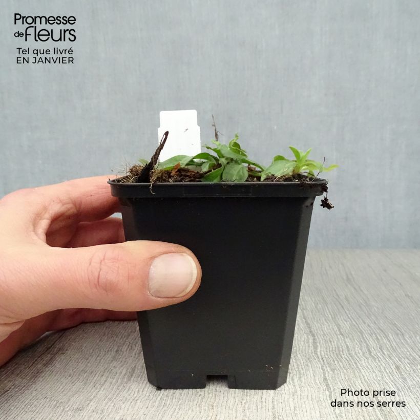 Aster tongolensis Berggarten Vasetto da 8/9 cm esemplare consegnato in inverno