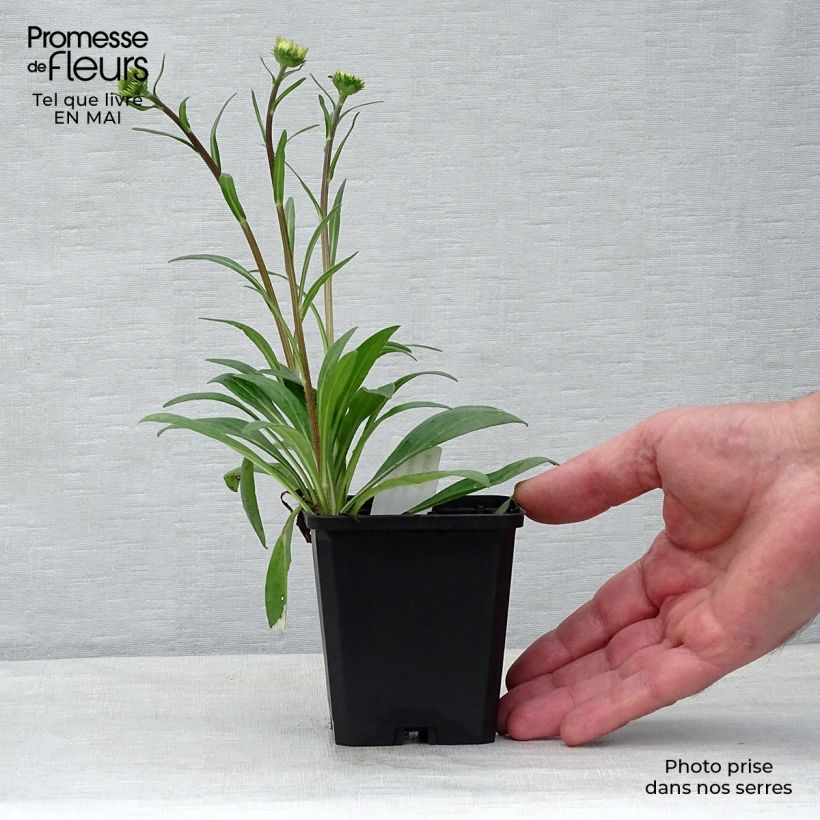 Aster tongolensis Berggarten Vasetto da 8/9 cm esemplare consegnato in primavera