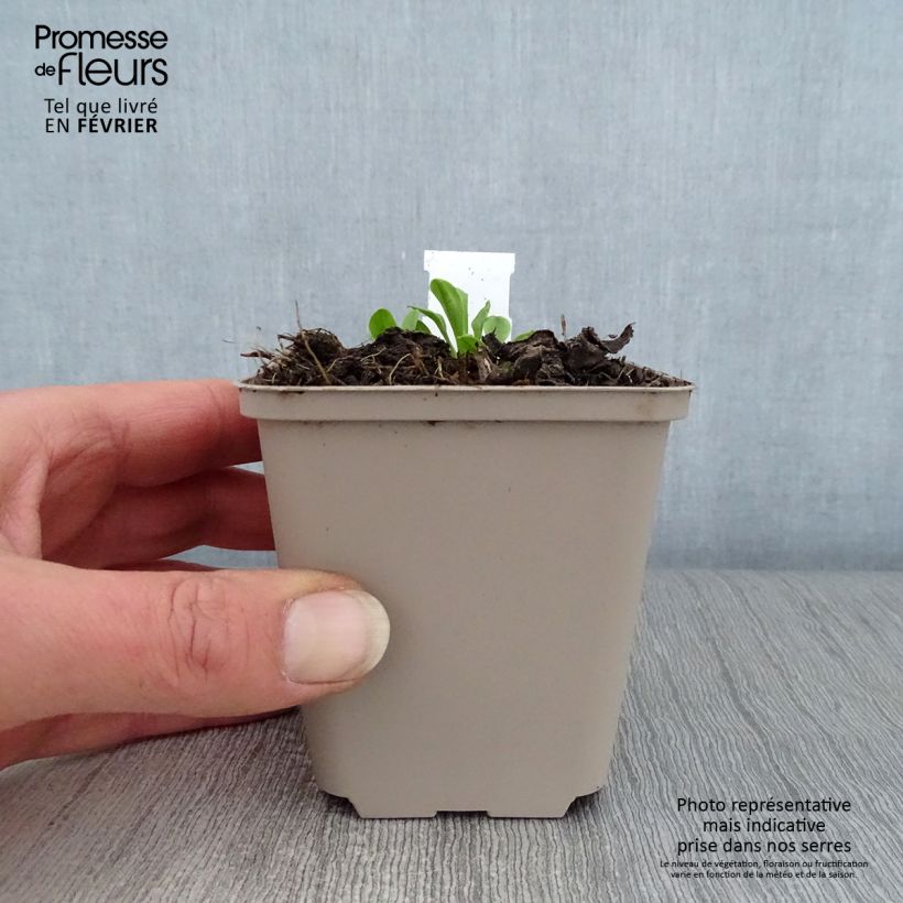 Aster tongolensis Wartburgstern Vasetto da 8/9 cm esemplare consegnato in inverno