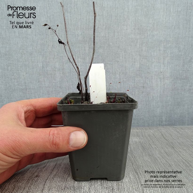 Aster tradescantii Vasetto da 8/9 cm esemplare consegnato in inverno