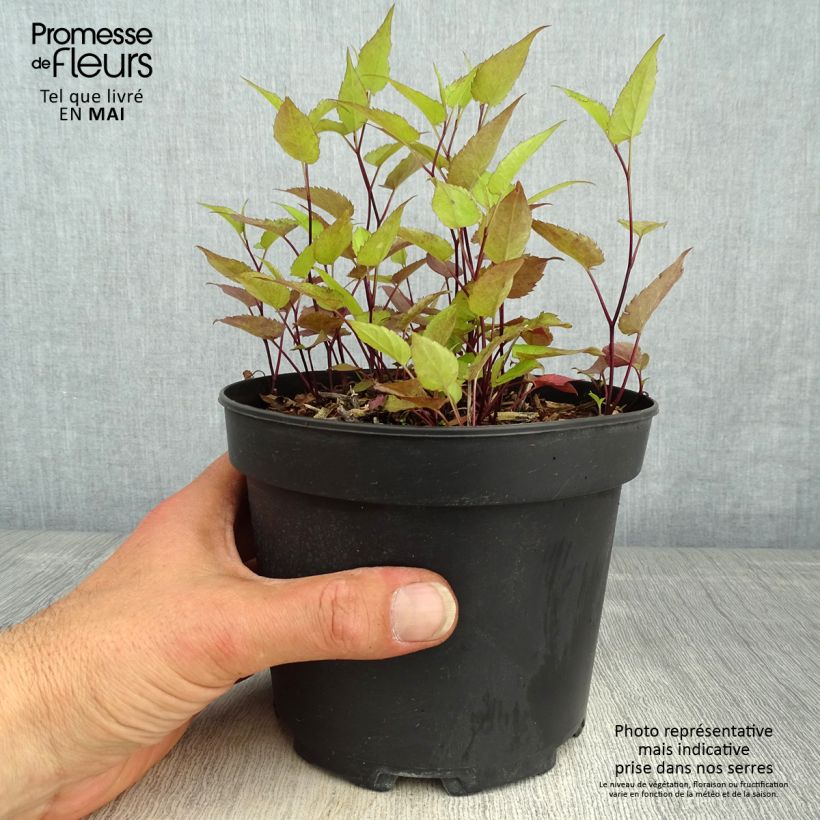 Aster tradescantii Vaso da 2L/3L esemplare consegnato in primavera