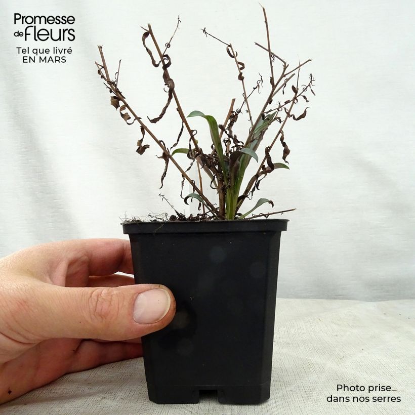 Aster turbinellus Vasetto da 8/9 cm esemplare consegnato in primavera