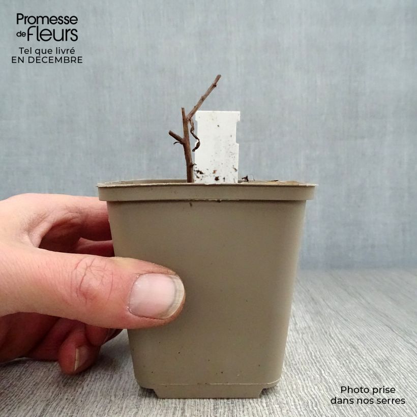 Aster turbinellus Vasetto da 8/9 cm esemplare consegnato in inverno