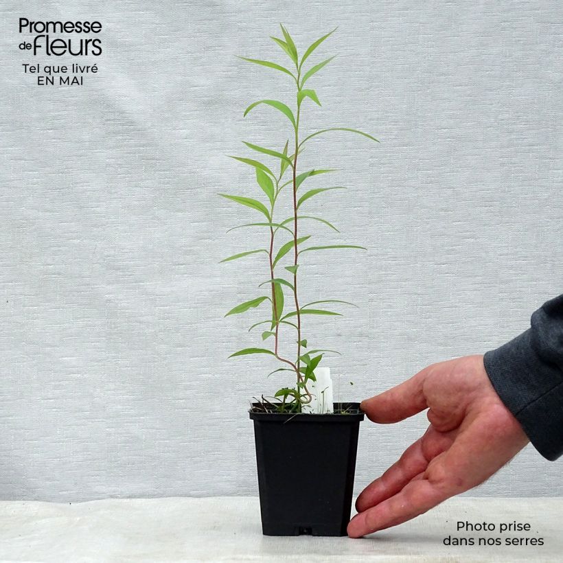 Aster umbellatus Weisser Schirm Vasetto da 8/9 cm esemplare consegnato in primavera