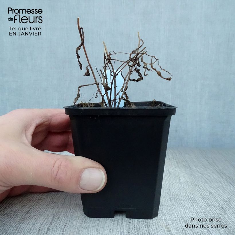 Aster umbellatus Weisser Schirm Vasetto da 8/9 cm esemplare consegnato in inverno