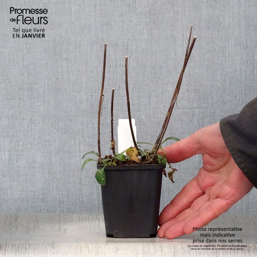 Aster versicolor Altweibersommer Vasetto da 8/9 cm esemplare consegnato in inverno