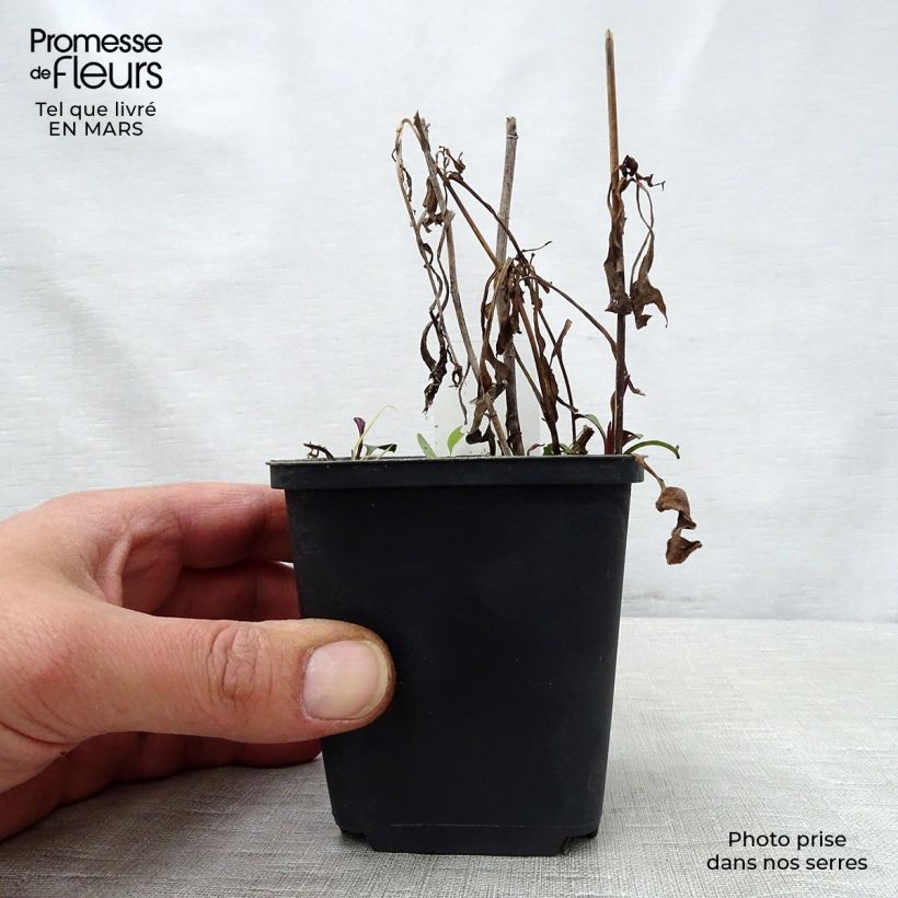 Aster versicolor Altweibersommer Vasetto da 8/9 cm esemplare consegnato in primavera