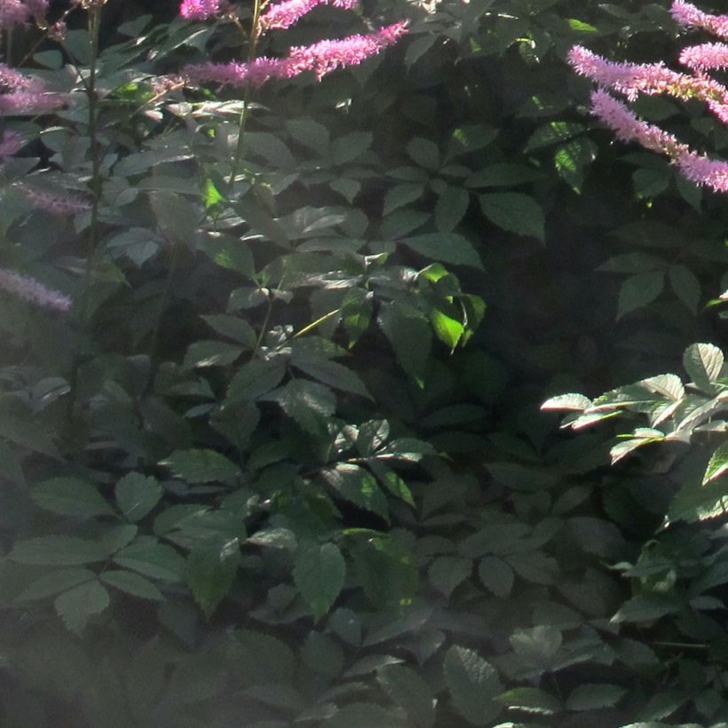Astilbe Astilbe Amerika (Fogliame)