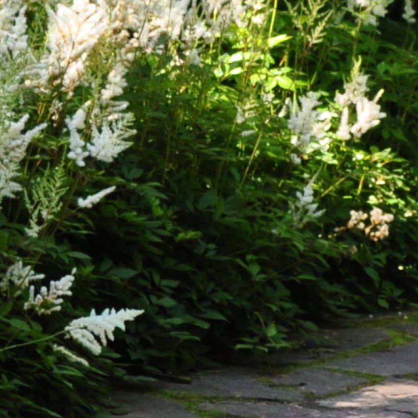 Astilbe Avalanche (Fogliame)