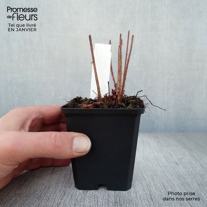 Astilbe chinensis Purpurkerze Vasetto da 8/9 cm esemplare consegnato in inverno