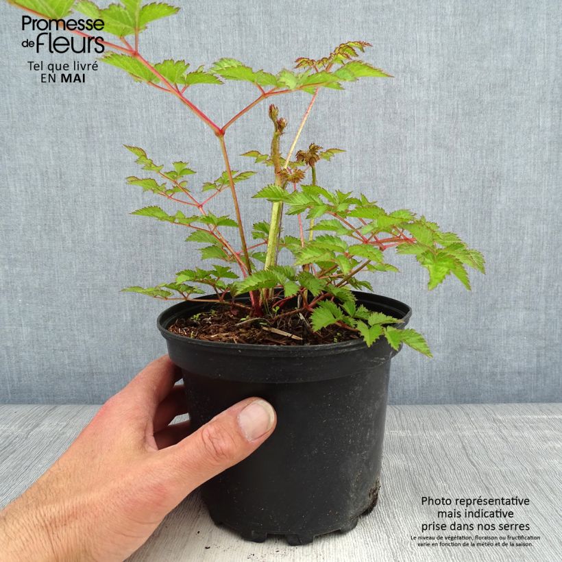 Astilbe chinensis Purpurkerze Vaso da 2L/3L esemplare consegnato in primavera